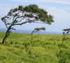 groen landschap