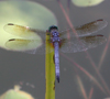 libelle met paarse achtergrond