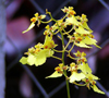 gele orchidee