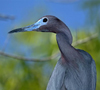 blauwe reiger